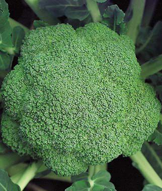 Broccoli  Marathon Hybrid