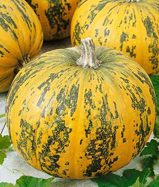 Pumpkin, Pepitas Hybrid - Plants Seeds