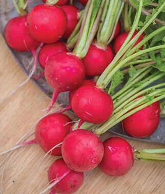 Radish, Roxanne Hybrid - Plants Seeds