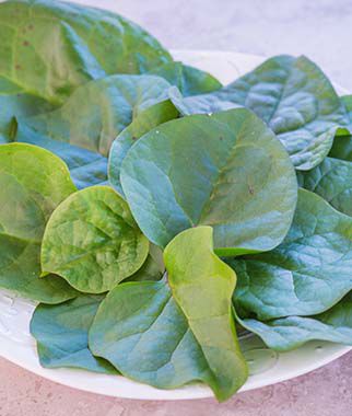 Malabar Spinach Red Stem