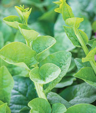 Malabar Spinach Green Stem