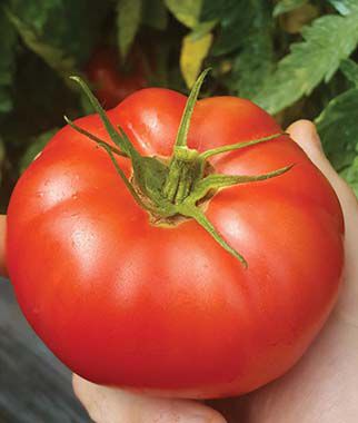 Tomato Damsel Hybrid