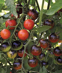 Tomato, Midnight Snack Hybrid - Plants Seeds