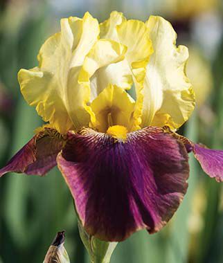 Iris, Blatant - Plants Seeds