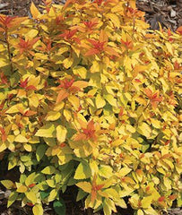 Spirea, Double Play Candy Corn - Plants Seeds