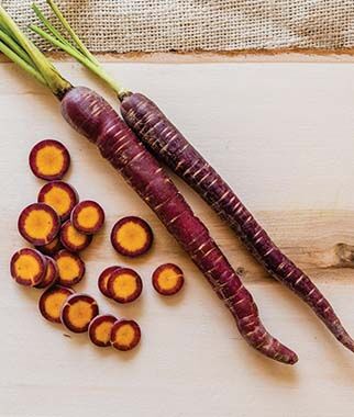 Carrot, Purplesnax Hybrid - Plants Seeds
