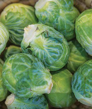 Brussels Sprouts, Mighty Hybrid - Seedsplant