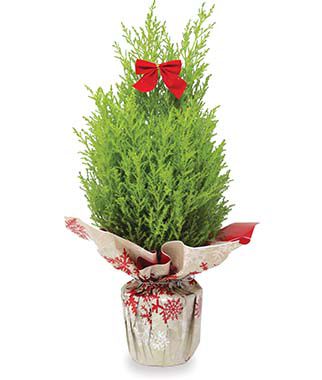 Lemon Cypress Holiday Gift Tree
