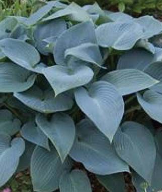 Hosta Halcyon