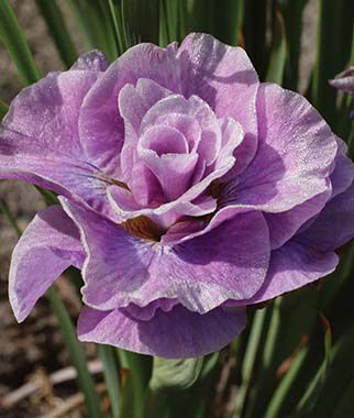 Iris Pink Parfait Iris species Growing Bonsai Flower Bulbs Roots Rhizomes Corms Tubers Potted Planting Reblooming Fragrant Garden Seeds Plant