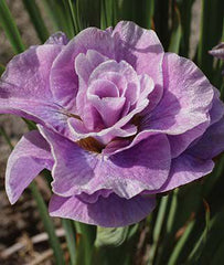 Iris, Pink Parfait - Seedsplant