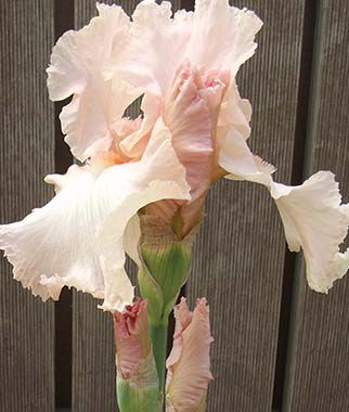 Iris Beverly Sills Iris species Growing Bonsai Flower Bulbs Roots Rhizomes Corms Tubers Potted Planting Reblooming Fragrant Garden Seeds Plant