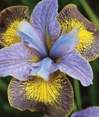 Iris, Peacock Butterfly Uncorked - Seedsplant