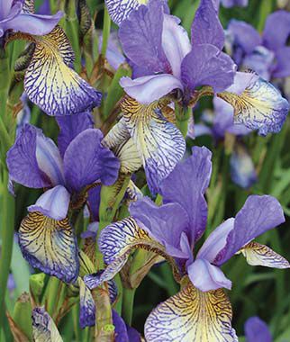 Iris Peacock Butterfly Pennywhistle Iris species Growing Bonsai Flower Bulbs Roots Rhizomes Corms Tubers Potted Planting Reblooming Fragrant Garden Seeds Plant