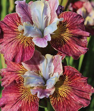 Iris Peacock Butterfly Painted Woman Iris species Growing Bonsai Flower Bulbs Roots Rhizomes Corms Tubers Potted Planting Reblooming Fragrant Garden Seeds Plant