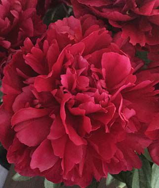 Peony Lady in Red