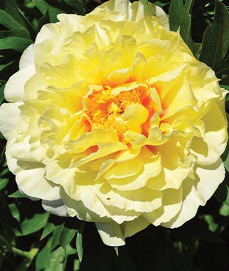 Peony Itoh Bartzella