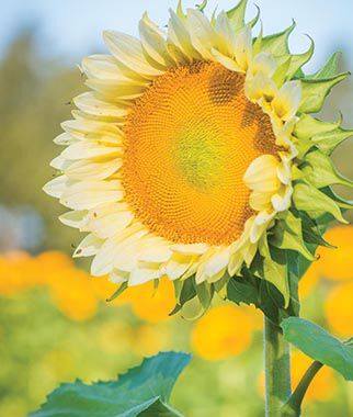 Sunflower, ProCut White Lite - Plants Seeds