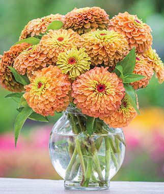 Zinnia, Queen Lime Orange - Plants Seeds