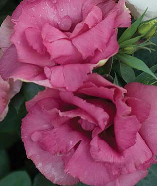 Lisianthus, Peppermint Pink - Plants Seeds
