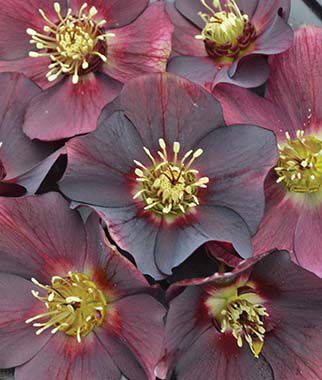 Hellebore, Honeymoon? Rome in Red - Plants Seeds