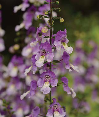 Angelonia Archangel Blue Bicolor