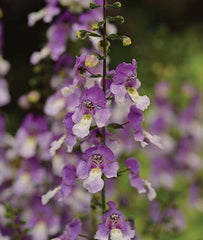 Angelonia, Archangel Blue Bicolor - Seedsplant