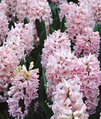 Hyacinth, Apricot Passion - Plants Seeds