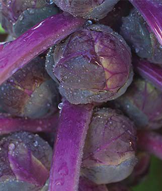 Brussels Sprouts, Redarling Hybrid - Seedsplant