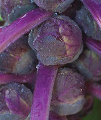 Brussels Sprouts, Redarling Hybrid - Seedsplant