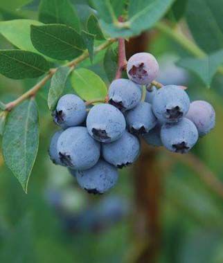 Blueberry, Mini Blues - Seedsplant