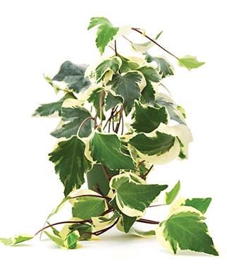 Hedera (Ivy) algeriensis Gloire de Marengo
