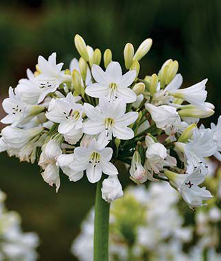 Agapanthus, Galaxy White - Plants Seeds