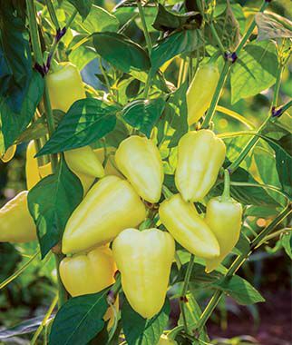 Pepper, Sweet, Slovana Hybrid - Plants Seeds