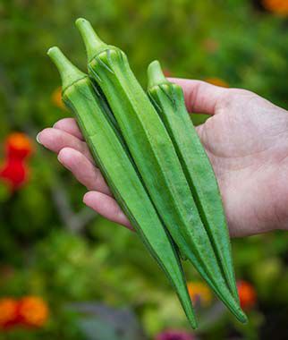 Okra Go Big