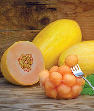 Melon, Mango Hybrid - Plants Seeds