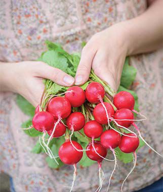 Radish, Solaris Hybrid - Plants Seeds