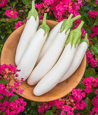 Eggplant, White Knight Hybrid - Plants Seeds