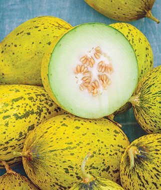 Melon Whatamelon Hybrid