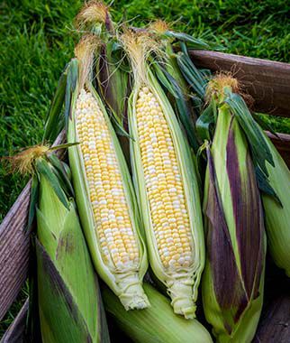 Corn Picasso Hybrid