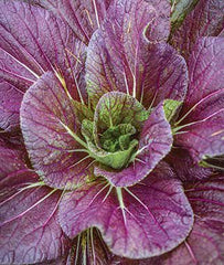 Cabbage, Napa, Red Dragon Hybrid - Plants Seeds