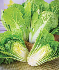 Cabbage, Napa, Barrel Head Hybrid - Plants Seeds