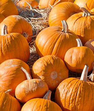 Pumpkin, Cherokee Bush - Plants Seeds