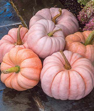 Pumpkin Porcelain Princess Hybrid