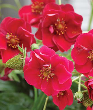 Strawberry, Summer Breeze Deep Rose - Plants Seeds