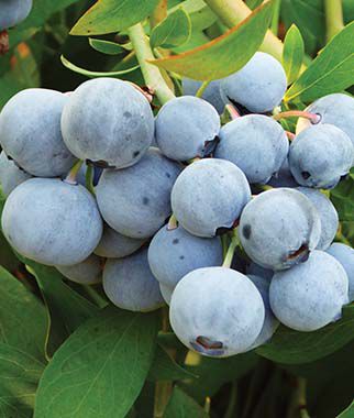 Blueberry, Titan - Seedsplant