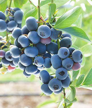Blueberry Prairie Berry