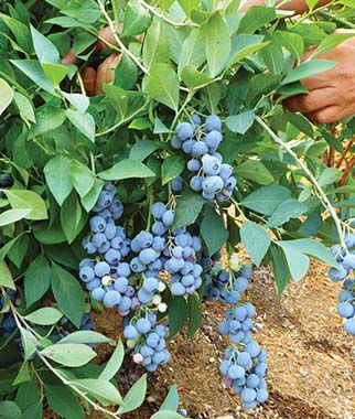 Blueberry, Y'all Berry - Seedsplant