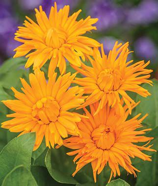 Calendula Calexis Orange