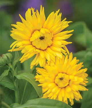 Calendula, Calexis Yellow - Plants Seeds